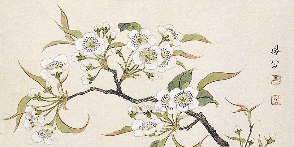 春晨赏梨