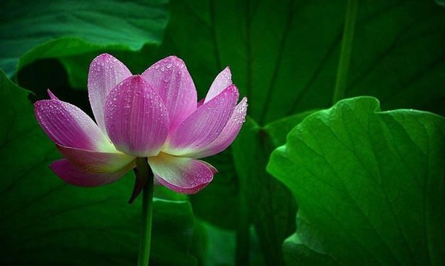 满庭芳