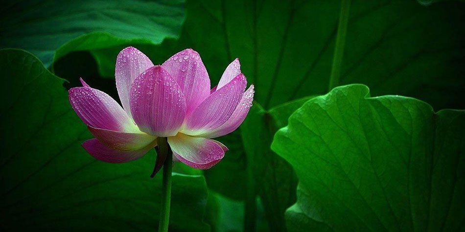 满庭芳