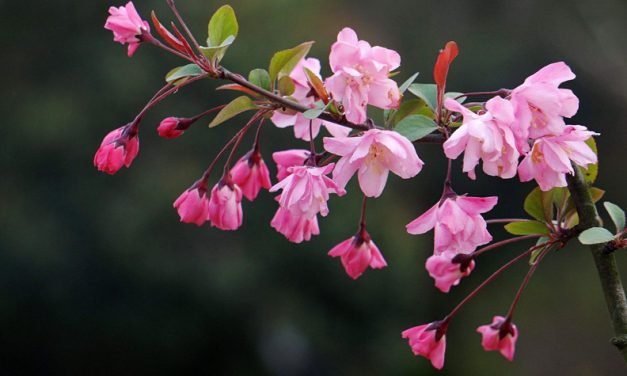 春日呓语
