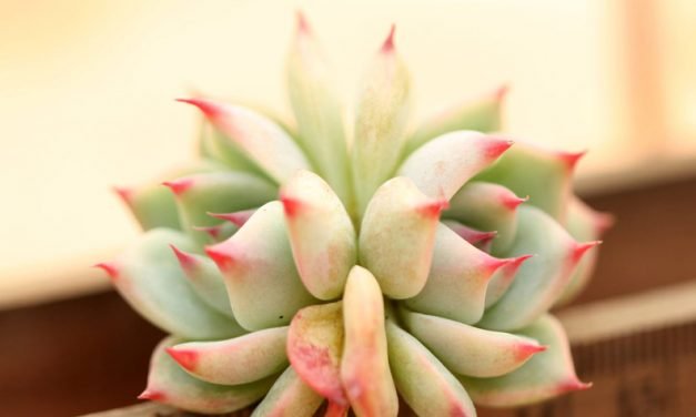 生活像手中花般虚无