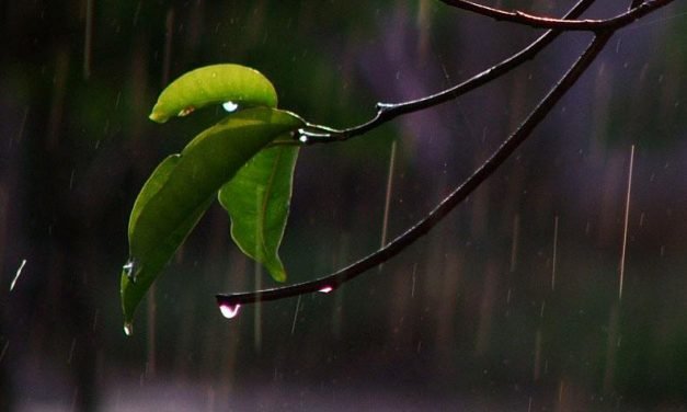 羞怯的小雨