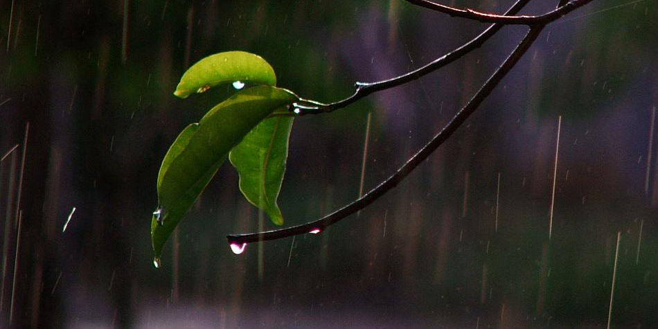 羞怯的小雨