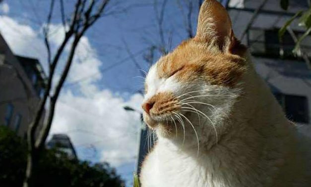 春困秋乏夏打盹儿