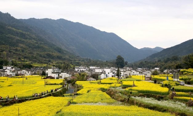 婺源油菜花开
